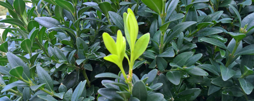 A budding green leaf, set against a darker green plant in the background